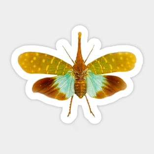 Lanternfly Pyrops intricatus Sticker